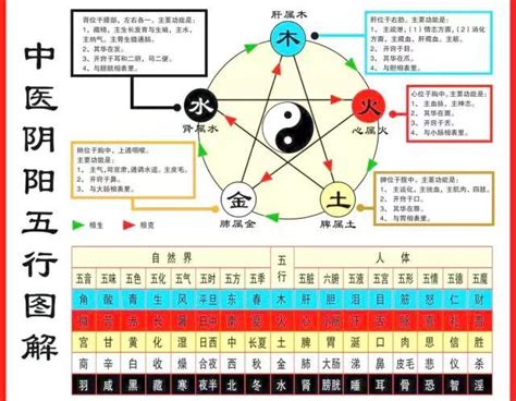 五行歸類表|中醫人體五行歸類